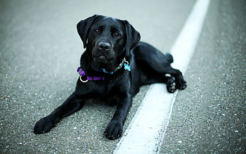 Animals, To Lie Down, Lie, Retriever, Labrador HD wallpaper