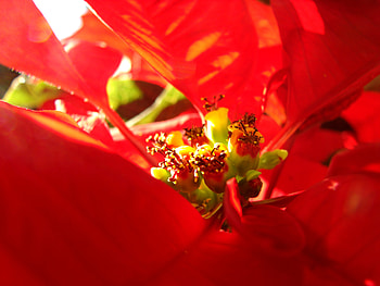 Beautiful Red, nature, red, flower HD wallpaper