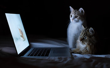 Animals, Cats HD wallpaper