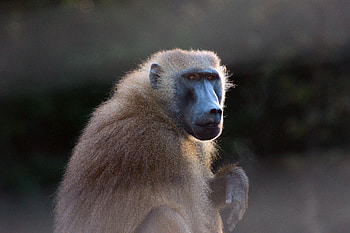 Guinea baboon, Baboon HD wallpaper