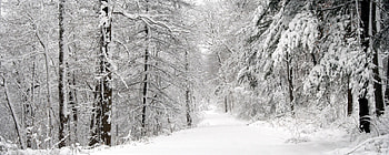 Winter, Nature, Trees, Snow, Forest, Panorama, Whiteness HD wallpaper