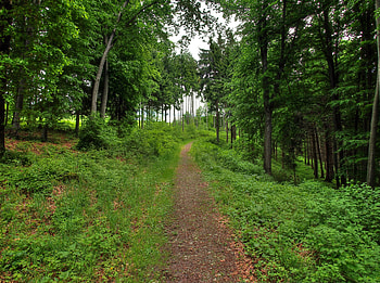 Landscape, Nature, Forest, Path HD wallpaper