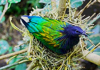 Nicobar pigeon, colors, green, metallic, bright HD wallpaper