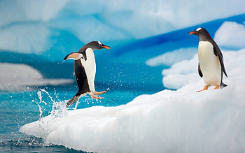 Animals, Pinguins, Ice, Snow, Couple, Pair, Bounce, Jump, Arctic, Antarctica HD wallpaper