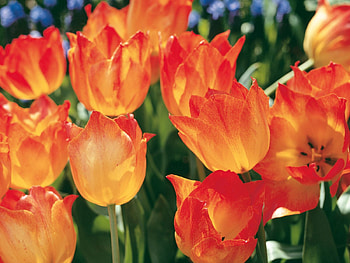 Flowers, Tulips, Close-Up, Flower Bed, Flowerbed, Spring HD wallpaper
