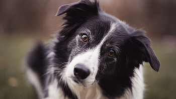 Close-up, Border Collie HD wallpaper