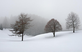 LONELINESS, winter, fog, snow, cold, trees, mountain HD wallpaper