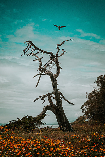 Take Flight, cloud, sky, ocean, nature, vintage, bird, eagle, retro, hike, hawk HD phone wallpaper