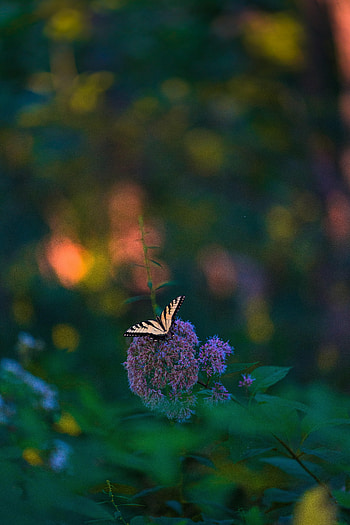 Animals, Flowers, Plant, Pattern, Butterfly, Wings, Tropical HD phone wallpaper