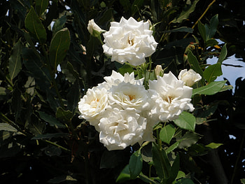 Plants, Flowers, Roses HD wallpaper