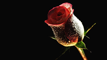 imagini cu trandafiri Â» Rose-Flower--red-rose . HD wallpaper