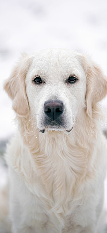 Golden Retriever, Majestic beauty, Intelligent eyes, Affectionate breed HD phone wallpaper