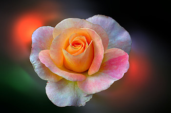 ROSE, Nature, Flkwer, Petals HD wallpaper