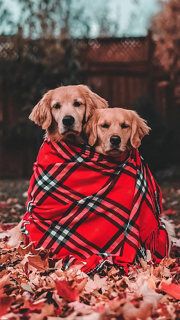 Couple, Golden Retrievers HD phone wallpaper