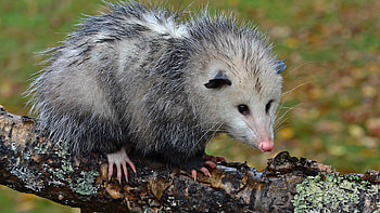 Adorable opossum, Possum , Car fun stuff, Whole nest HD wallpaper