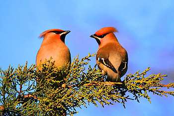 Girl talk, branch, black, birds, brown, female, cardinals HD wallpaper