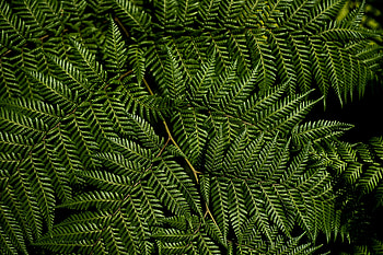 Nature, Leaves, Macro, Fern, Branches HD wallpaper