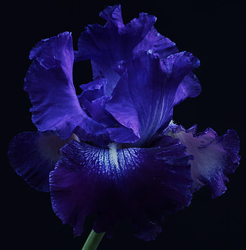Blooming flowers, blue, close up HD phone wallpaper