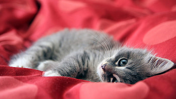 kitten , High-definition , Adorable feline, Lovely pet HD wallpaper