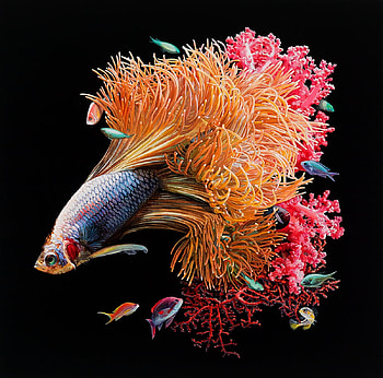 :), fantasy, art, lisa ericson, fish, vara, black, coral, orange, summer, pink, pesti HD wallpaper