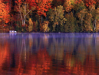 Red Reflection, trees, dark red, dark yellow, red HD wallpaper