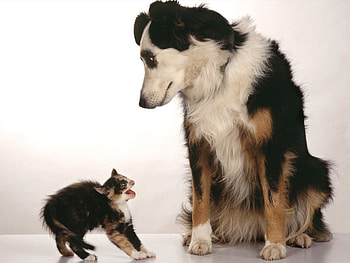 Scared cat, dogs, cats, animas HD wallpaper