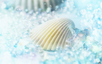 Cockleshell, landscape, beautiful, nature, amazing HD wallpaper