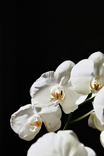 Flowers, Flower, Plant, Macro, Orchid HD phone wallpaper