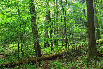 Nature, Trees, Leaves, Forest, Branches, Path HD wallpaper