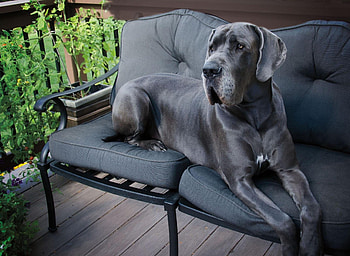 Great Dane, Breed characteristics, Must-know information, Health tips HD wallpaper