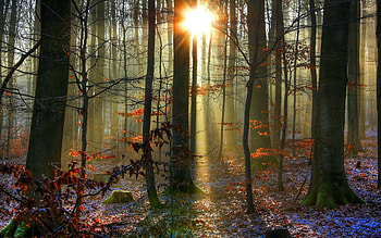 Sunlit snowy forest HD wallpaper