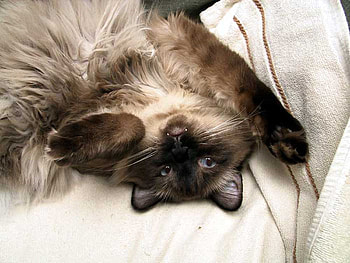 I am happy!!!!!!, sweet, kitten, cat, hapiness HD wallpaper