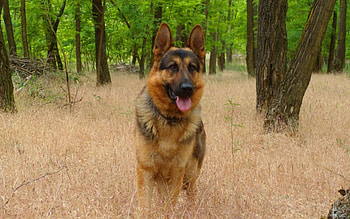 german shepherd, dog, grass, shepherd, german HD wallpaper