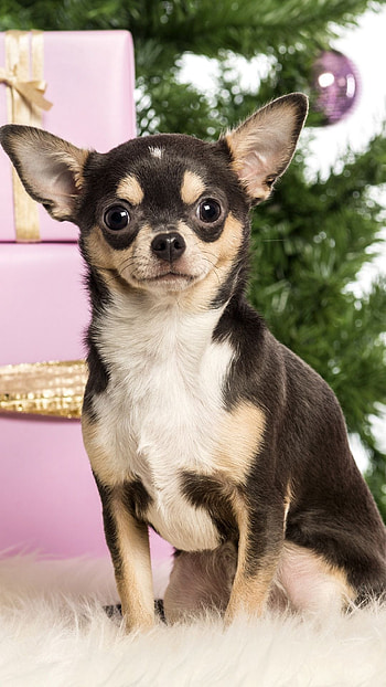 Very cute Chihuahuas, Delightful puppy , Adorable companions, Beautiful visuals HD phone wallpaper