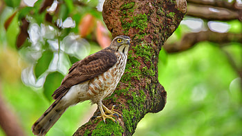 Hawk, animal, bird, tree HD wallpaper