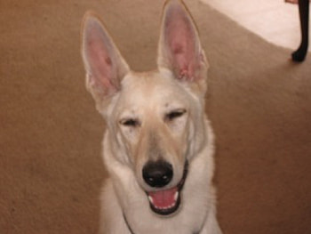 Camie Lee looking goofy, dogs, puppy, german sheperd HD wallpaper