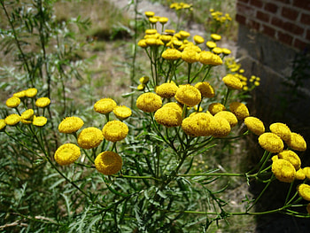 Tansy, tensy, green, yellow, flower HD wallpaper