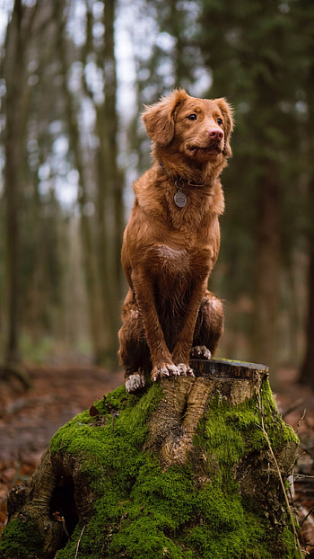 Dogs, Brown Cute Dog HD phone wallpaper