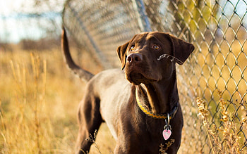 Animals, Grass, Dog, Collar, Watch, To Watch, Stack HD wallpaper