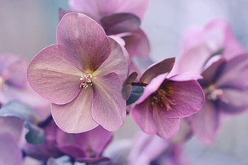 Pink flowers, plants, close up HD wallpaper