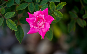 Rose, summer, pink, green, trandafir HD wallpaper
