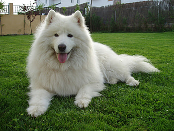Samoyedo, dogs, russian dog, animals HD wallpaper