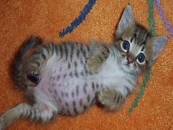 windykitty, cat, pet HD wallpaper