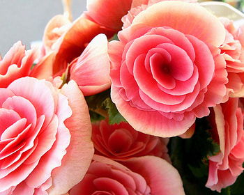 FLOWERS, PETALS, LEAVES, NATURE, COLORS HD wallpaper