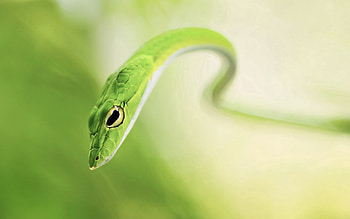 Animals, Blur, Smooth, Snake HD wallpaper