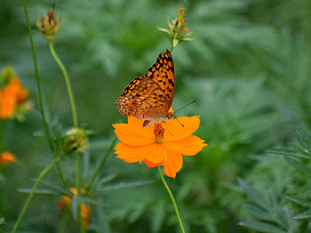 Flower, Macro, Petals, Blur, Smooth, Insect, Butterfly HD wallpaper