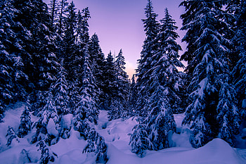 Winter, Nature, Snow, Evening, Ate HD wallpaper