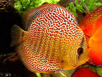Tropical Fish, fish, water, yellow HD wallpaper