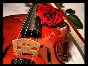 violin, tune, rose, music, red HD wallpaper