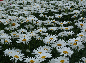 Flowers, Summer, Camomile, Polyana, Glade HD wallpaper